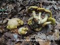 Pseudoboletus parasiticus-amf333